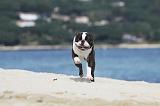 BOSTON TERRIER 298